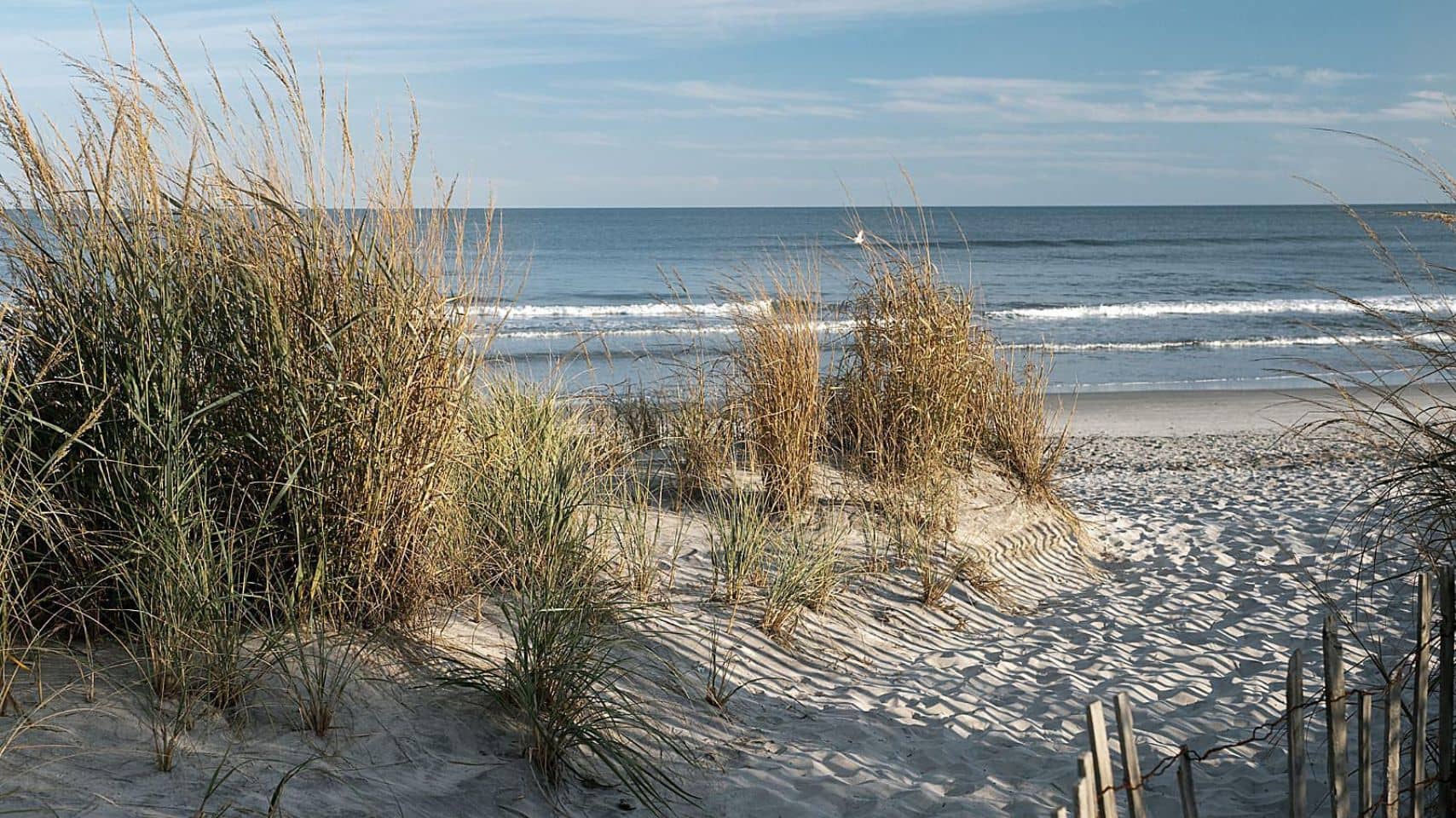 Tall dune grass and a wooden fence frame a sandy beach with ocean waves under a clear blue sky